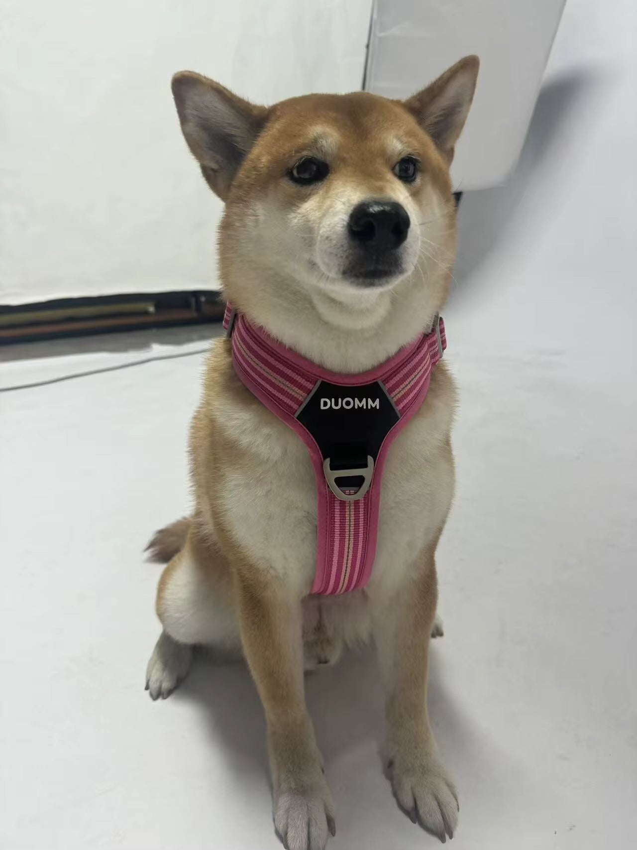 HARNAIS POUR CHIEN